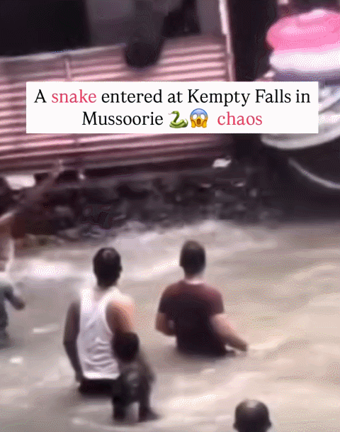 인도 우타라칸드주 켐프티 폭포에서 물놀이를 즐기던 사람들 사이로 뱀 한 마리가 나타났다. 페이스북 Little Dehradun Stories 갈무리