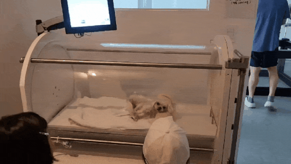 사라양한방동물병원에서 최근 도입한 아이벡스 동물용 고압산소치료기에서 반려견이 치료를 받고 있다(동물병원 제공). ⓒ 뉴스1