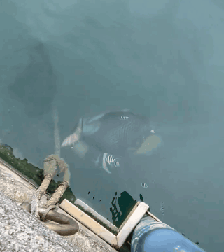 일본 오키나와에서 ‘바다의 갱’ 고마몬가라다 목격 소식이 전해졌다. 강한 턱과 난폭한 성질로 다이버 부상 사례가 보고돼 주의해야 한다. (사진=스레드)
