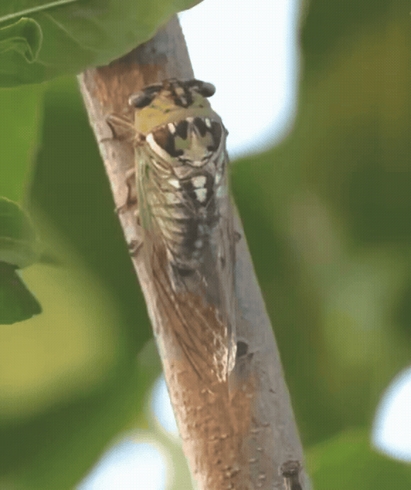 매미가 나무에 붙어 수분을 배출하는 모습. [사진 출처=유튜브 수상한 생선]