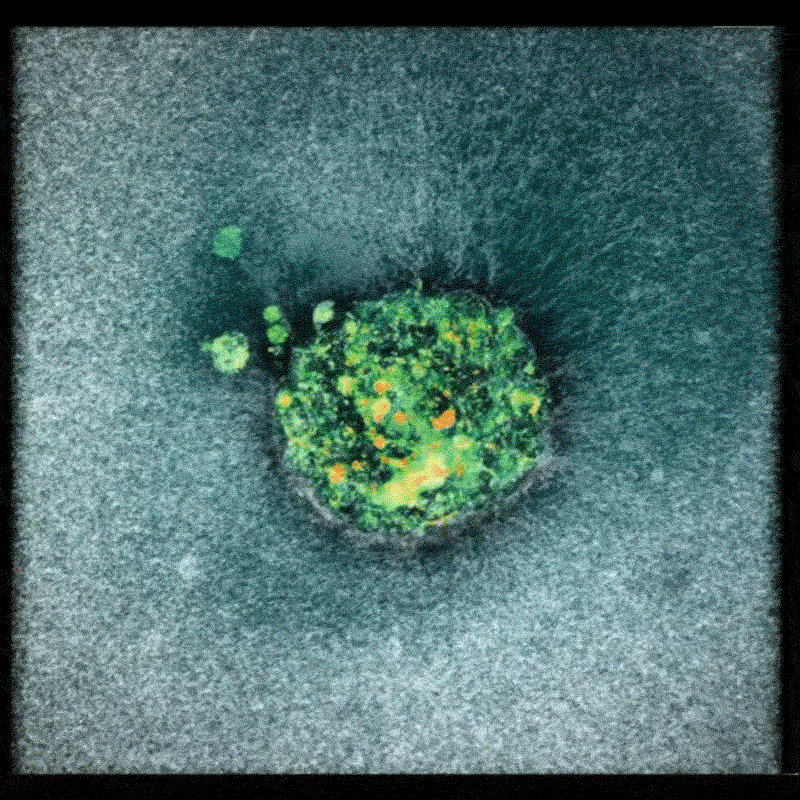 인간 배아가 인공 자궁 내막 조직에 힘을 가해 조직을 분리하는 모습./카탈루냐 생명공학연구소(IBEC)