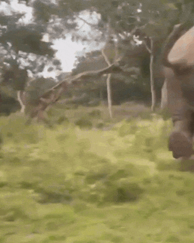 코끼리와 사진을 찍으려던 관광객이 흥분한 코끼리에게 밟혀 다치는 사고가 발생했다./사진=인스타그램