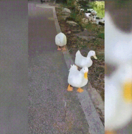 경기 안양시 삼성천에 살며 인근 주민의 보호를 받던 오리 가족. /인터넷 커뮤니티 캡처