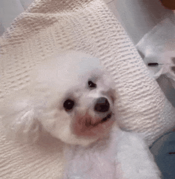 눈물 자국 관리 받는 모몬(인스타그램 sohyunniii 제공) ⓒ 뉴스1