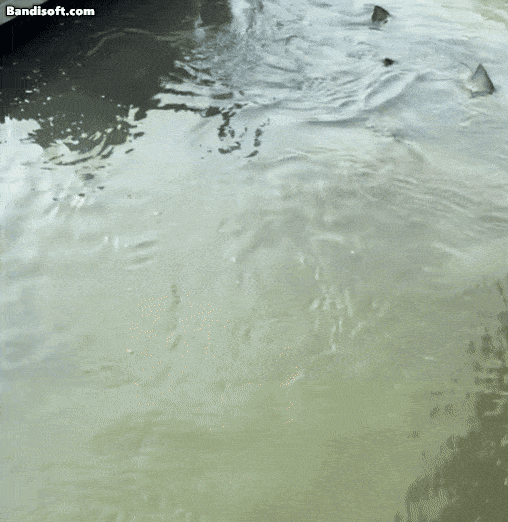 지난 18일(현지시간) 미국 사우스캐롤라이나주 힐튼 헤드 섬 인근 부두에서 악어와 상어가 헤엄치는 모습. [틱톡 캡처]