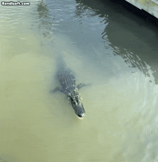 지난 18일(현지시간) 미국 사우스캐롤라이나주 힐튼 헤드 섬 인근 부두에서 악어와 상어가 헤엄치는 모습. [틱톡 캡처]