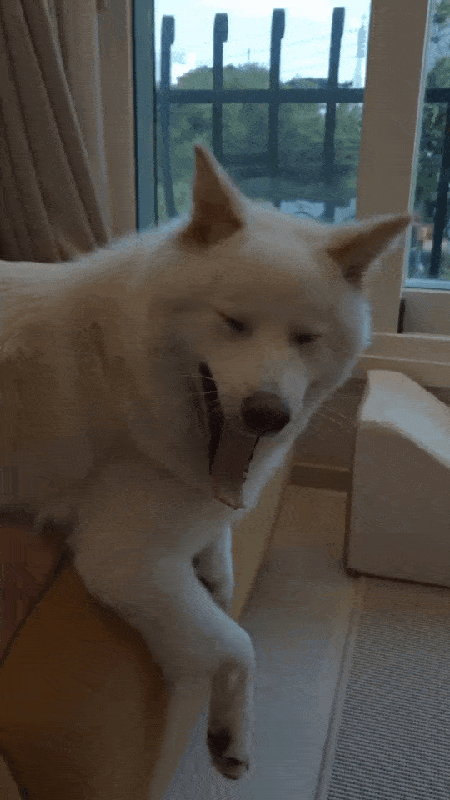 평화주의자 행복이. 보호자가 때리는 시늉을 하자 말리고 있다(인스타그램 lucky._1004 제공). ⓒ 뉴스1