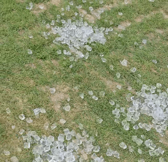 카페를 운영하는 이제훈씨(47)는 최근 비상용 얼음을 카페 잔디밭에 뿌렸다. 10일 이상 물을 주지 않아 잔디가 마르고 황토색으로 변하기 시작했다. /사진=독자제공