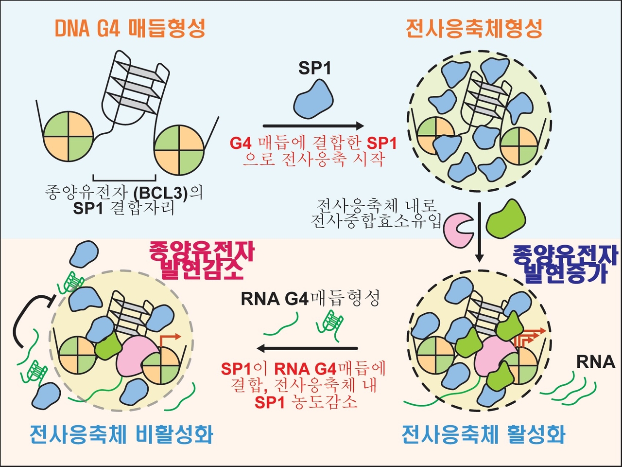 韓 연구진, 종양유전자 조절 스위치 발견…새 항암전략 만든다