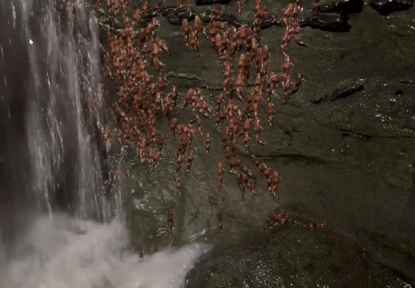 [서울=뉴시스] 호박벌 메기 수천 마리가 수직으로 폭포 옆 젖은 암벽을 오르는 모습이 포착된 뒤 이 행동 원인이 번식이라는 연구 결과가 나왔다. (사진 = 라이브사이언스 갈무리) 2025.09.01. *재판매 및 DB 금지