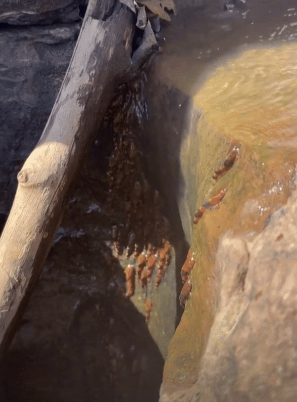 [서울=뉴시스] (사진 = 라이브사이언스 갈무리) 2025.09.01. *재판매 및 DB 금지