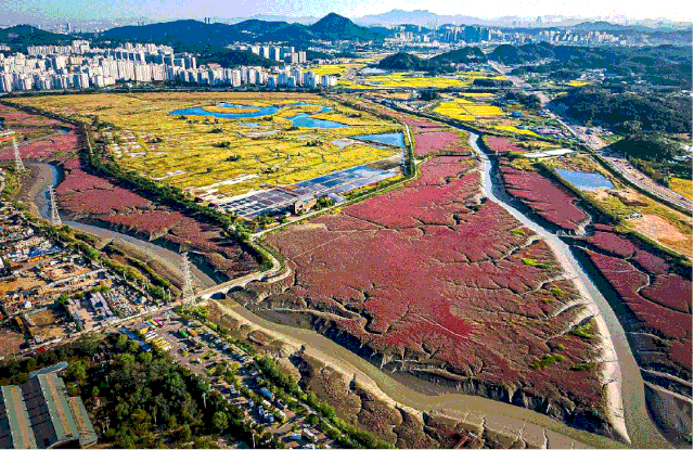 인천 소래습지 전경(갯골 및 염생식물 군락지). 사진제공=인천시