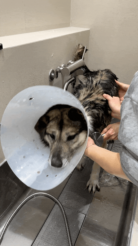 목욕을 하려고 하면 거부를 보이고 있는 삐약이의 모습. 동물자유연대 제공