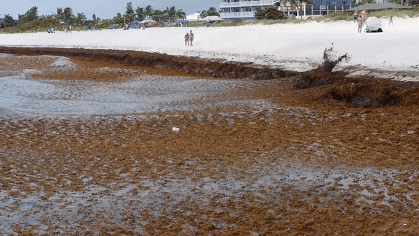 대규모 모자반 군락이 바닷가를 뒤덮으며 생태계를 위협하고 있다. (영상= 브라이언 라포인트, FAU 하버 브랜치, SciTech Daily 유튜브)
