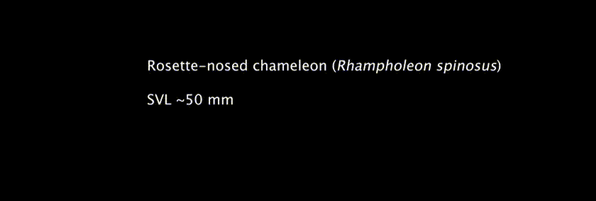 카멜레온이 혀를 이용해 먹이를 잡아 먹는 모습. 카멜레온·도마뱀의 혀는 특수 근육에만 매달린 채 탄성 반동으로 발사된다. 덕분에 나무 위 등 다양한 환경과 낮은 온도에서도 사냥이 가능하다./미국 사우스플로리다대(USF)