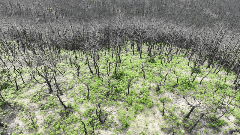 경북 의성 점곡면 사촌리 산불 피해지에서 나무와 풀이 돋아났다. 녹색연합 제공