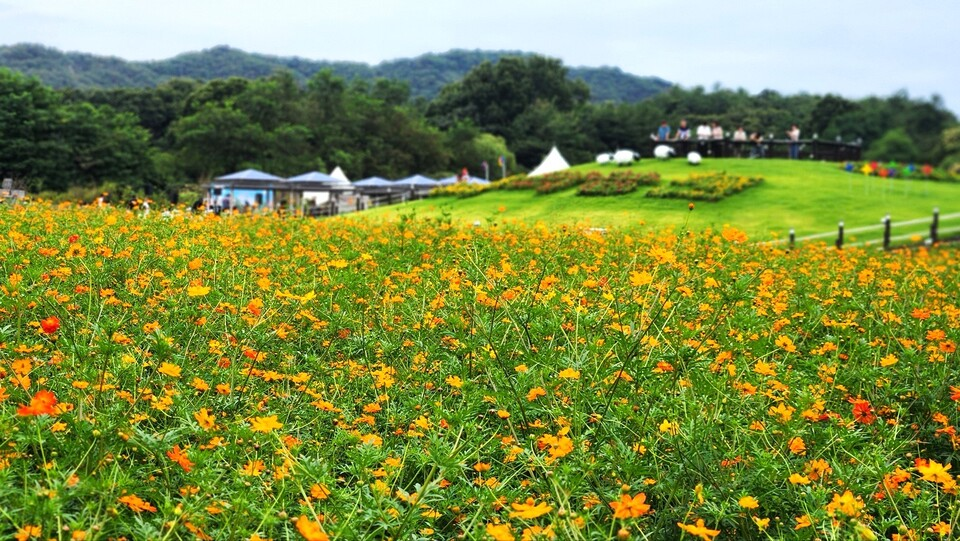 2025년 양주 나리공원 꽃길을 걷는 방문객들