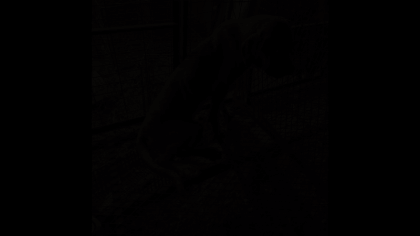 지난해 부산의 불법 개농장에서 구조될 당시 잭슨이의 모습. 유튜브 슈퍼말이오 제공