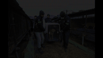 맹견으로 분류되는 견종 가운데 개st하우스에 출연해 입양이 성사된 개들의 모습. 30kg의 도사견 도반이는 캐나다로 입양됐다. 유일한 국내 입양 사례는 27kg의 스태포드셔테리어 단지로, 인적이 드문 강원도 홍천의 외딴 농장 가족의 반려견이 됐다.