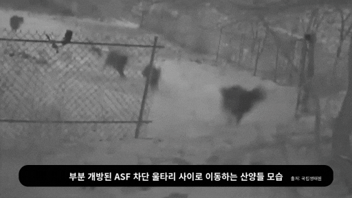 ASF 울타리 부분 개방 지점을 산양들이 자유롭게 통과하는 모습. 국립생태원 제공