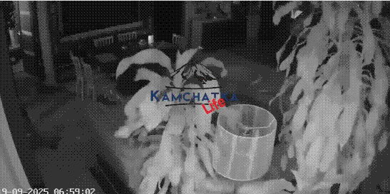 지진으로 캄차카 인근 집 내부가 흔들리는 모습. 영상에는 잔 등이 떨어지는 소리도 담겼다. /X