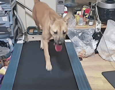 반려견이 러닝머신에서 뛰고 있는 모습. 동물보호단체 케어(Care) SNS 갈무리