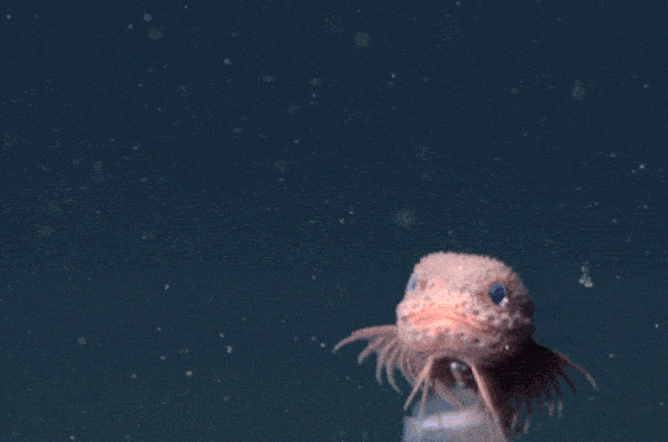 몬터레이 캐년에서 발견된 신종 꼼치 '카레프로크투스 콜리쿨리'(Careproctus colliculi). 사진=MBARI