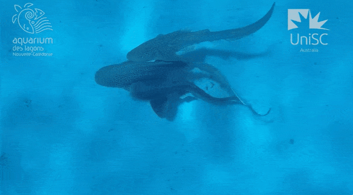 호주 선샤인코스트대 후고 라수스 박사는 퀸즐랜드 해안 서쪽에 있는 프랑스령 뉴칼레도니아 해안에서 스노클링 조사 중 야생 표범상어 세 마리가 동시에 짝짓기하는 것을 발견하고 이를 촬영하는데 성공했다. 라수스 박사 제공