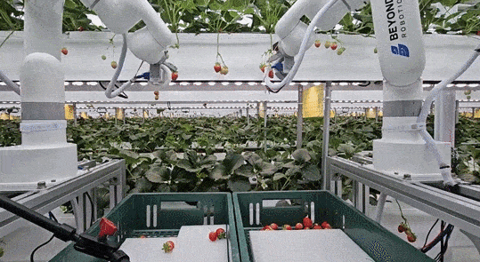 SP아그리의 스마트팜에서 시범도입한 딸기 수확 로봇.