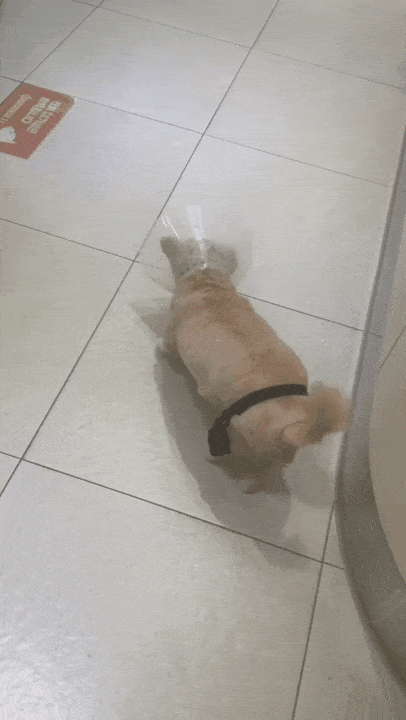 수술 후 강순이가 보조기를 차고 보행하는 모습(병원 제공) ⓒ 뉴스1