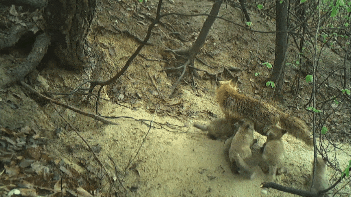 지난해 4월16일 소백산에서 자연 적응 중인 어미 여우가 새끼 12마리에게 젖을 먹이고 있다. 국립공원공단 제공