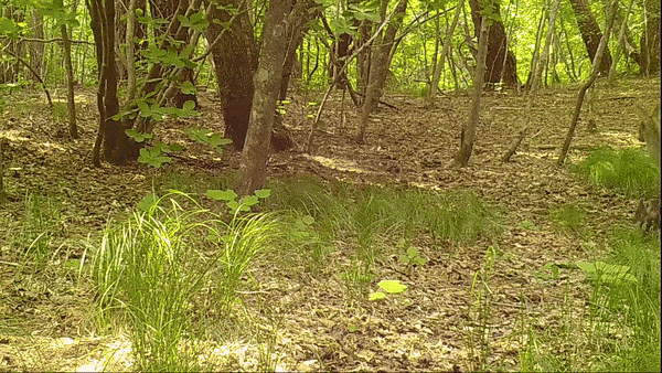 2019년 6월18일 가야산에서 어미 고라니가 담비를 쫓아내고 있다. 국립공원공단 제공