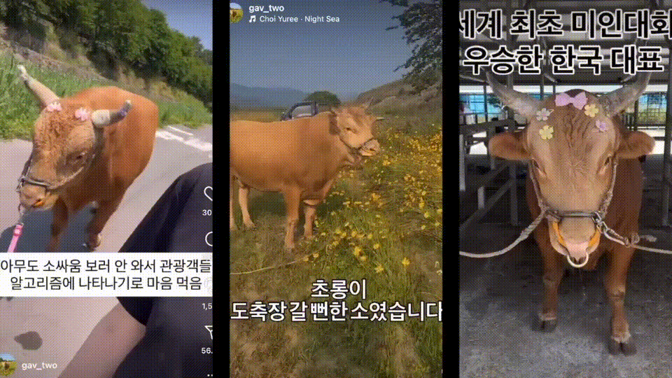 도축장으로 끌려갈 운명이었던 초롱이가 싸움소로 등록되면서 평온한 일상을 보내고 있다는 내용의 영상이 공개되면서 세간에 큰 관심을 모았다. 인스타그램 갈무리