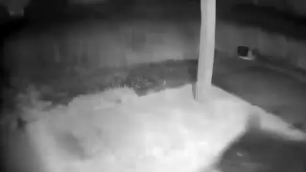 [뉴시스]곰이 택배를 물고 유유히 사라지고 있는 모습(사진=WDFW 페이스북)2025.09.30 *재판매 및 DB 금지