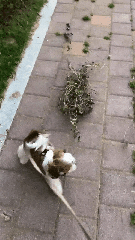 도전 정신이 남다른 시추 행복이(정원경 제공) ⓒ 뉴스1