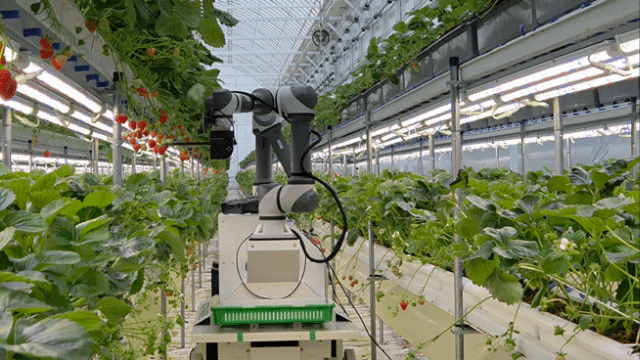 지난 15일 충남 서산시 운산면에 있는 SP아그리 스마트팜에서 인공지능(AI) 농업 로봇 스타트업 메타파머스의 로봇이 딸기를 수확하고 있다./사진=박수림 기자