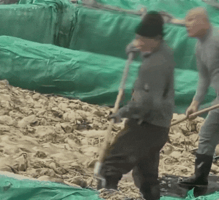 절임배추 공장의 작업자가 담배를 피우며 침을 뱉고 있다./X(옛 트위터)