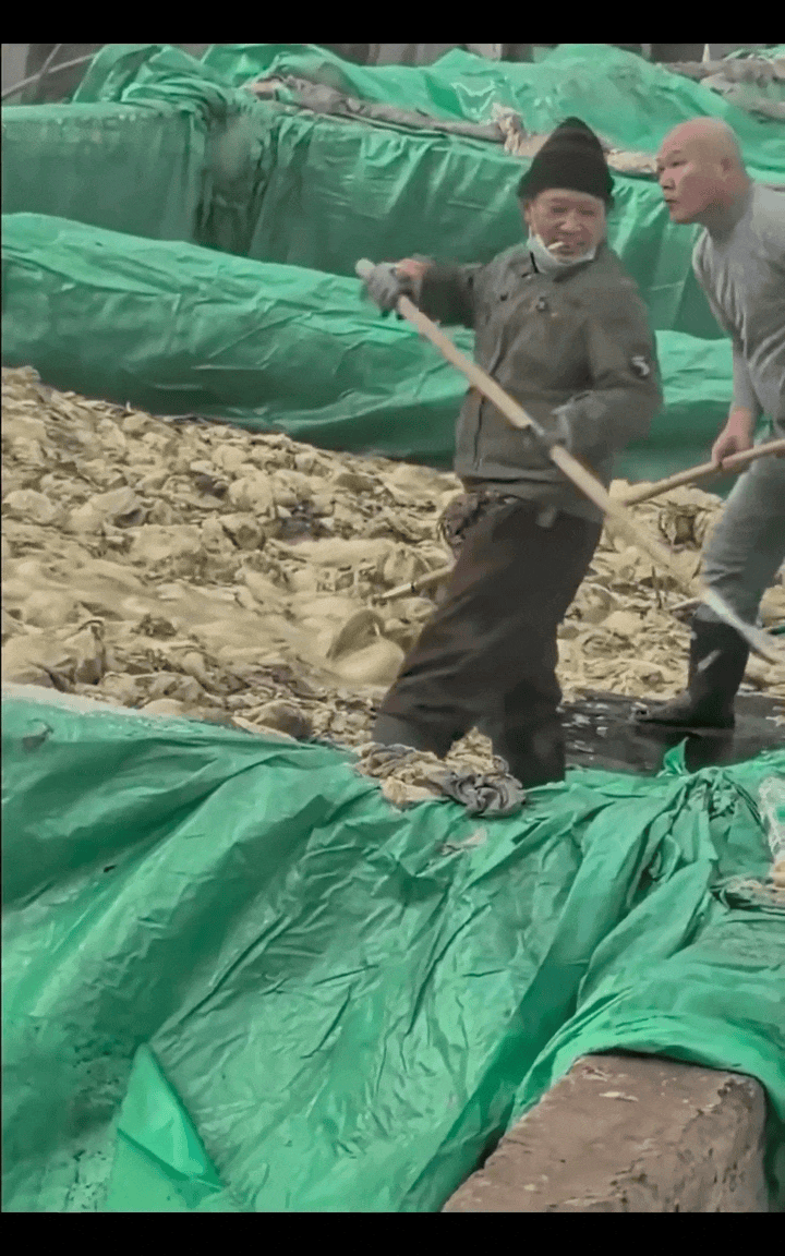중국 절임배추 공장에서 한 남성이 담배를 피우며 절임 작업을 하고 침을 뱉는 장면이 포착됐다. 영상이 확산되자 당국은 전량 폐기와 법적 처벌을 예고했다. ⓒ 뉴시스