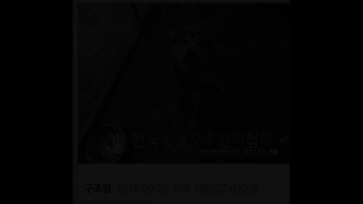 7년 전 길거리를 떠돌던 황구 오공이는 한 여학생과 마주쳤고, 학생의 신고로 출동한 포획팀에 구조돼 서울시 위탁 보호소인 경기도 양주 동구협 보호소로 옮겨졌다. 전병준 기자