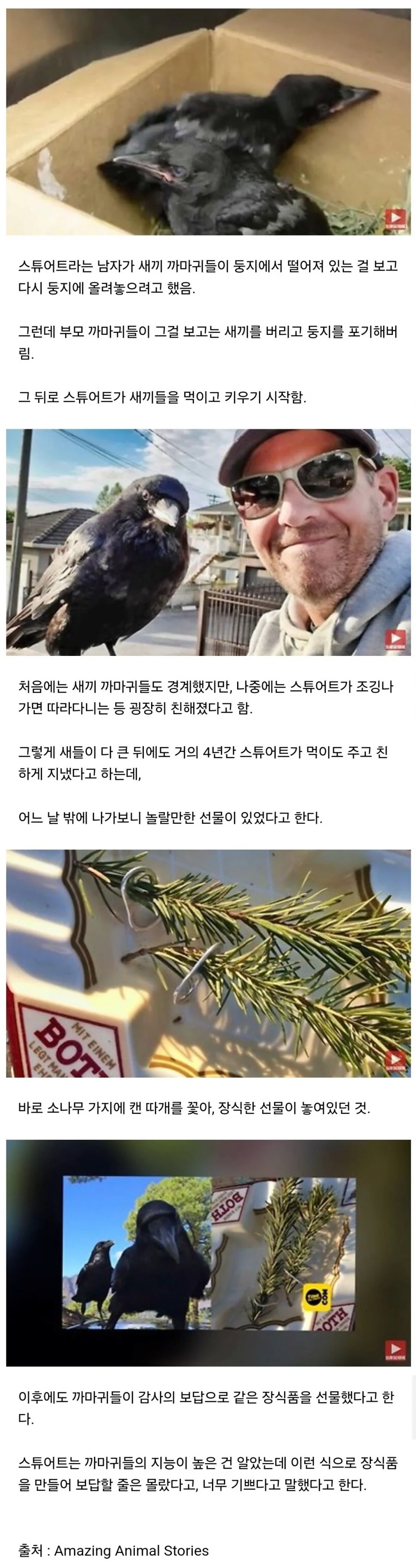 자신을 치료하고 먹이를 준 남자에게 보답한 까마귀 | 인스티즈