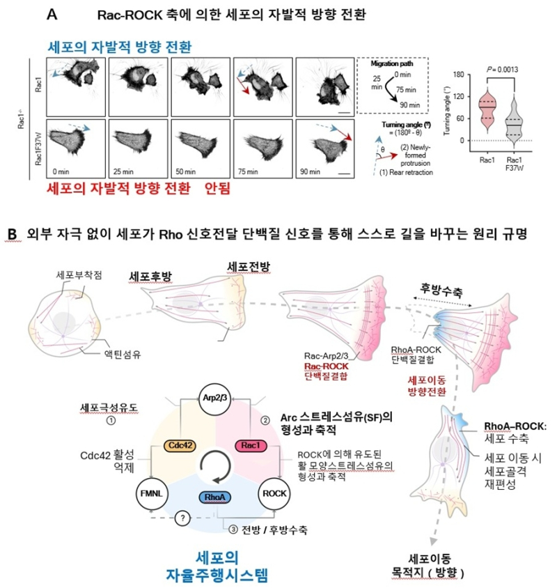 [쿠키과학] KAIST, 암세포 전이 비밀 세계 최초 규명