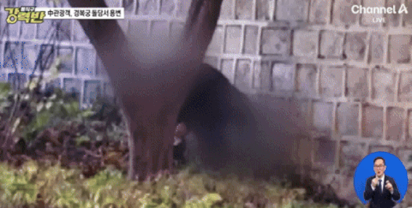 서울 경복궁 돌담 아래에서 중국인 관광객 앞으로 경찰이 지나고 있다. 출처=채널A