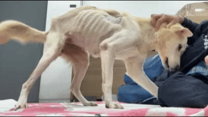 살랑이가 입소하던 날 활동가 앞에서 배를 뒤집고 친근함을 표현하는 모습. 동물자유연대 제공