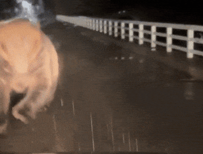 주행 중인 차량에 곰이 달려들고 있는 모습. [X(구 트위터)]