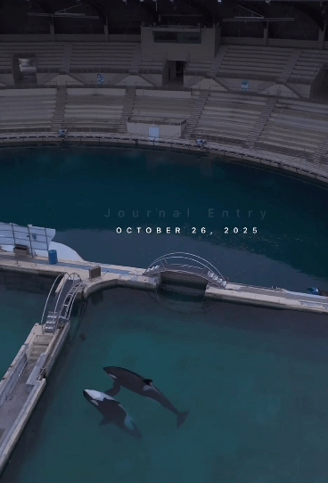 [뉴시스] 프랑스 마린랜드에 고립된 범고래가 드론에 포착되며 범고래의 상태를 우려하는 목소리가 높아지고 있다. (사진=인스타그램 sephlawless) 2025.11.03.        *재판매 및 DB 금지