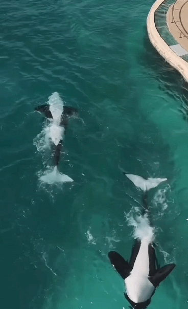 [뉴시스] 프랑스 마린랜드에 고립된 범고래가 드론에 포착되며 범고래의 상태를 우려하는 목소리가 높아지고 있다. (사진=인스타그램 sephlawless) 2025.11.03.        *재판매 및 DB 금지