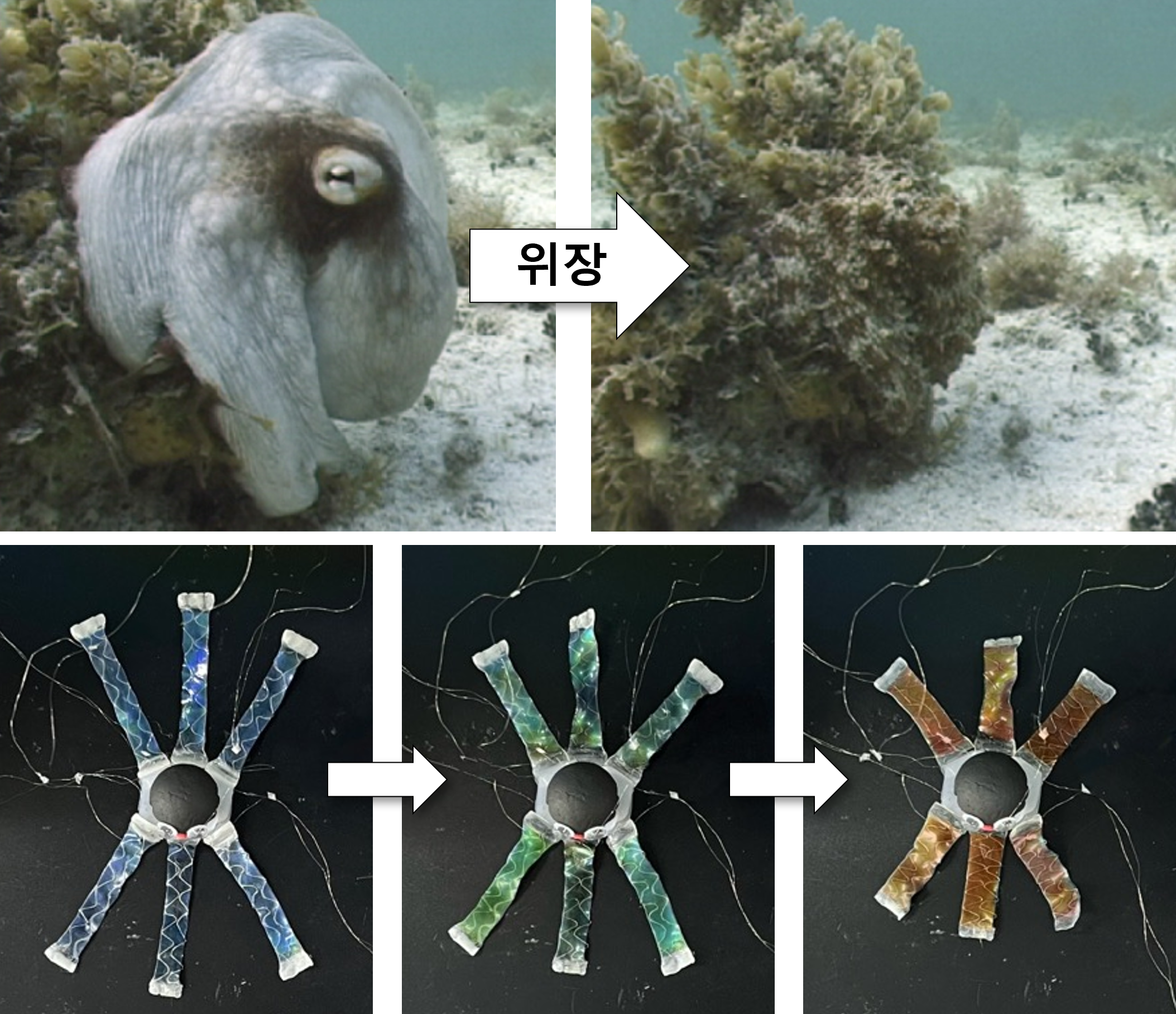 Octoid KIST 연구팀, 문어 위장·움직임 구현하는 소프트 로봇 개발