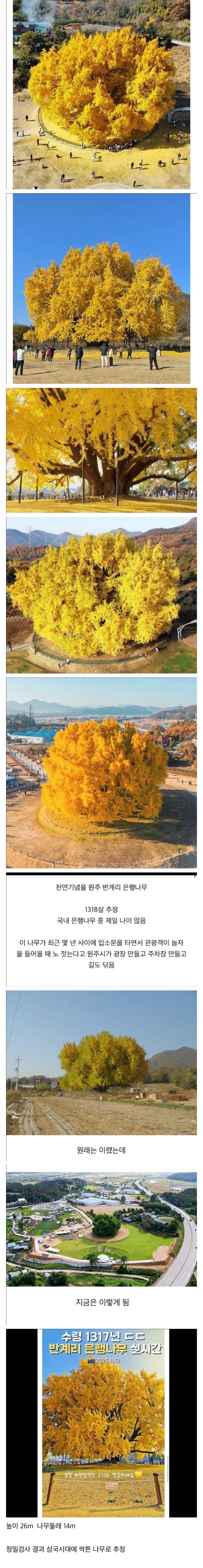 나무 한 그루로 관광사업 하겠다는 원주시 | 인스티즈