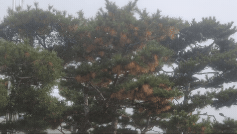 18일 오전 9시 15분 홍성에 첫눈이 내리고 있다. [사진=기상청]