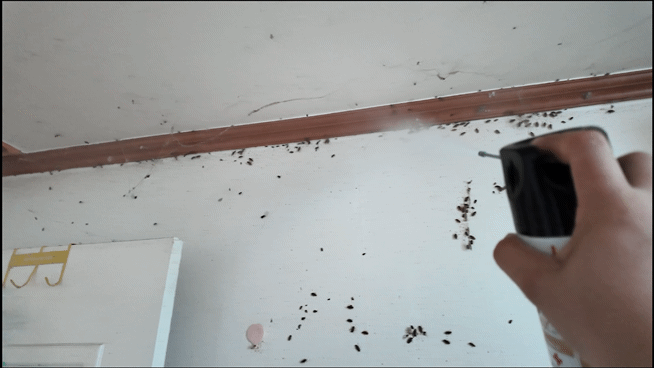 한 쓰레기집 청소현장에서 벽지에 붙은 바퀴벌레를 제거하고 있는 모습.